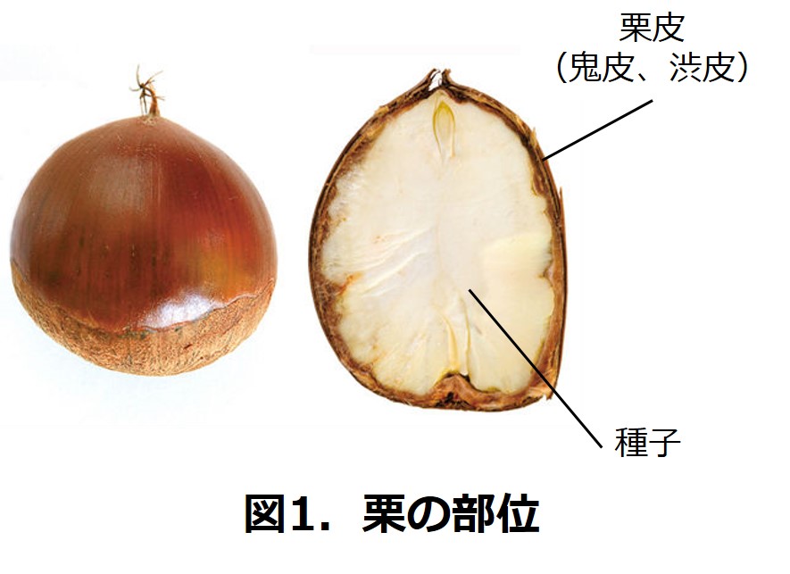和栗から「くりセラミド」を開発 1 main 1 1