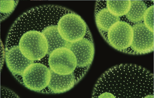 38883d34150f5dfac6239f6bc0689116