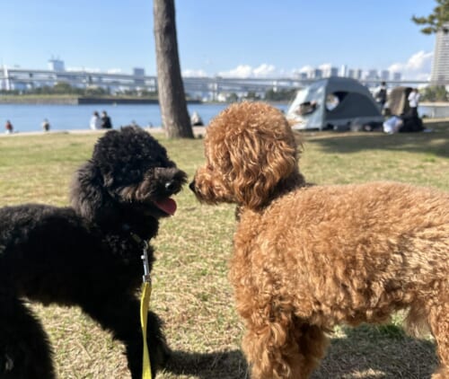 物販を通してサロン価値を向上 治療院や海外、BtoC展開に挑む 6 de9d9775246180301e03857be762899f scaled e1767951621905